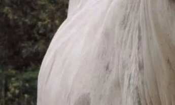 Imagem 5: Fazenda 250 hectares a venda por R$14.000.000,00