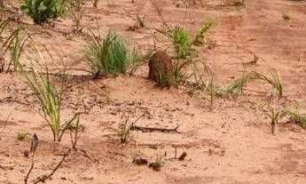 Imagem 4: Fazenda à venda, 600 alqueires por r$ 12.000.000 - zona rural - ponte alta do tocantins/to