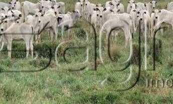 Imagem 7: Fazenda à venda, 420000000 m² por r$ 282.000.000,00 - zona rural - matupá/mt para