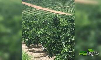 Imagem 2: Fazenda à venda, 11712800 m² por r$ 90.000.000 - zona rural - marília/sp para