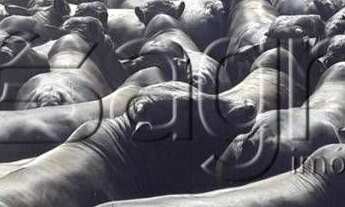 Imagem 2: Fazenda à venda, 2.083 hectares por r$ 65.000.000 - zona rural - juara/mt para