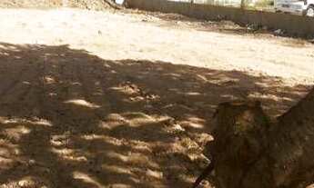 Imagem 4: Terreno à venda, 1.620 m² por r$ 1.200.000 - centro - tibau do sul/rn para