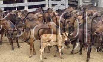 Imagem 3: Fazenda à venda, 2.083 hectares por r$ 65.000.000 - zona rural - juara/mt para