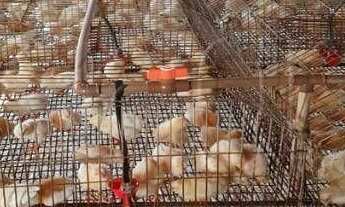 Imagem 2: Investidor ) sítio à venda, 70000 m² por r$ 800.000 - sumé/pb para