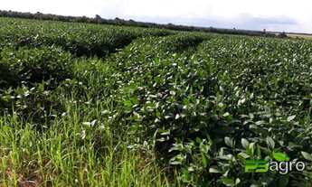 Imagem 6: Fazenda à venda, 48000000 m² por r$ 15.000.000 - menino deus - lucas do rio verde/mt para