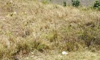 Imagem 3: Terreno à venda, 270 m² por r$ 100.000 - primavera - guarabira/pb para