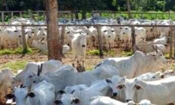 Imagem 3: Fazenda à venda, 5.593ha² por r$ 11.000.000 - área rural - floriano/pi para