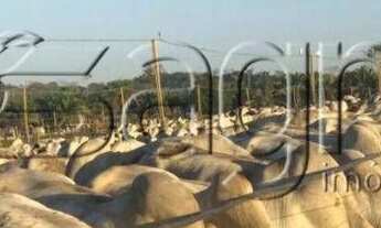 Imagem 7: Fazenda à venda, 2.083 hectares por r$ 65.000.000 - zona rural - juara/mt para