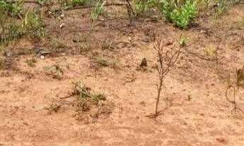 Imagem 3: Fazenda à venda, 600 alqueires por r$ 12.000.000 - zona rural - ponte alta do tocantins/to