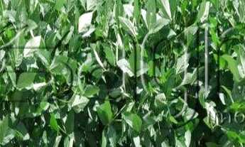 Imagem 3: Fazenda à venda, 12250 hectares por r$ 98.000.000 - fazenda santa rosa - barra do corda/ma