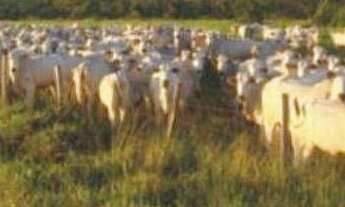 Imagem: Fazenda à venda, 149.515,19 m² por r$