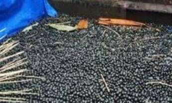 Imagem: Fazenda à venda, 9340000 m² por u$$ 1.200.000.000