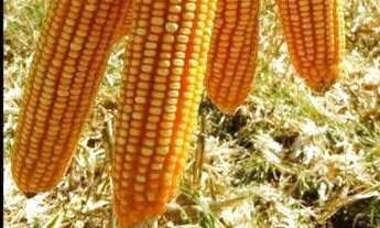 Imagem: Fazenda à venda, 500000000 m² por r$ 2.000.000