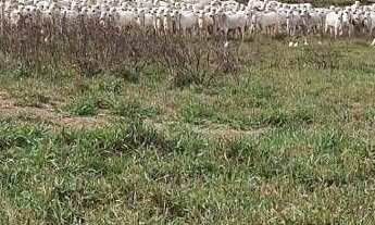 Imagem 2: Fazenda à venda, 19673 m² por r$ 650.000.000,00 - centro - ribas do rio pardo/ms para