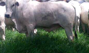 Imagem 3: Fazenda 250 hectares a venda por R$14.000.000,00