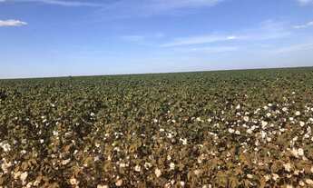 Imagem 3: Fazenda 26.726 mil hectares em MT, a venda