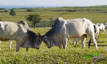 Imagem: Fazenda à venda, 22046200 m² por r$ 110.000.000