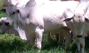 Imagem 4: Fazenda 250 hectares a venda por R$14.000.000,00