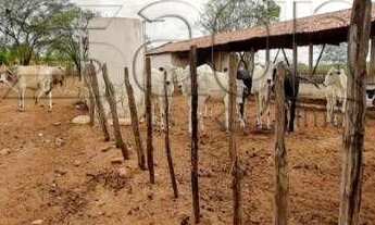 Imagem 7: Fazenda com 3 dormitórios à venda, 1900000 m² por r$ 900.000,00 - 00 - sumé/pb para