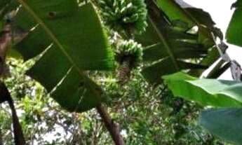 Imagem 6: Fazenda à venda, 4230000 m² por r$ 1.500. - juruti - juruti/pará para