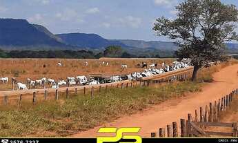 Imagem 3: Fazenda à venda, 4.095 alqueires por r$ 240.000.000 - ouro - barra do ouro/to para