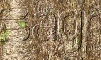 Imagem 7: Fazenda, centro - uruçuí para