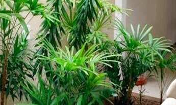 Imagem 7: Casa com 3 dormitórios à venda, 360 m² por r$ 650.000,00 - bairro dos ipês - joão pessoa/p