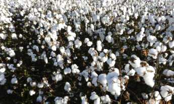 Imagem 2: Fazenda 26.726 mil hectares em MT, a venda