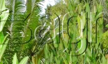 Imagem 6: Sítio à venda, 40000 m² por r$ 800.000,00 - cidade balneária novo mundo i - conde/pb para