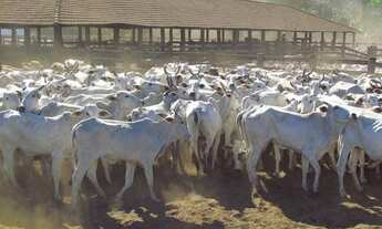 Imagem 5: Fazenda 100.532 mil hectares em MT, a venda por R$1.400.000.000,00