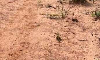 Imagem 6: Fazenda à venda, 600 alqueires por r$ 12.000.000 - zona rural - ponte alta do tocantins/to