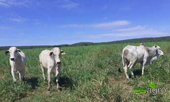 Imagem 2: Fazenda à venda com repasse de arrendamento, 89000000 m² por r$ 999.999.999 - novo horizon