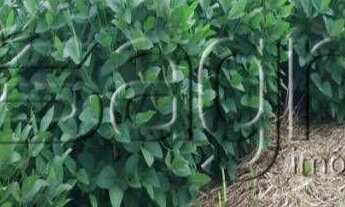 Imagem 2: Fazenda à venda, 12250 hectares por r$ 98.000.000 - fazenda santa rosa - barra do corda/ma