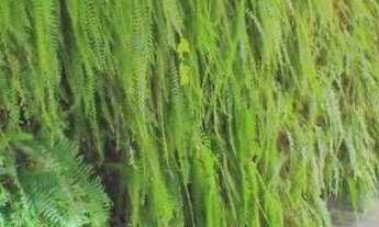 Imagem 6: Apartamento com 2 dormitórios à venda, 67 m² por r$ 549.000,00 - jardim oceania - joão pes