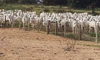 Imagem 7: Fazenda à venda, 19673 m² por r$ 650.000.000,00 - centro - ribas do rio pardo/ms para
