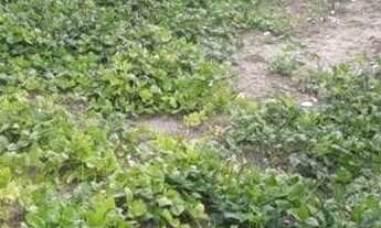 Imagem: Oferta ) terreno 10x20 em bayeux para