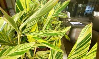 Imagem 4: Espetacular Apartamento de Luxo - Mansão Cartier | 4 Suítes | Área de Lazer