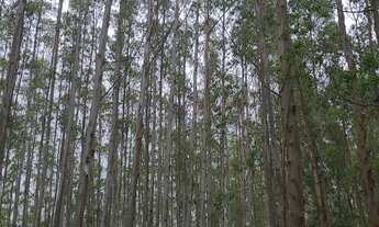 Imagem 3: Fazenda de Eucalipto Urograndis à venda no Parque das Garças, Guaratinguetá-SP: oportunida