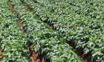 Imagem 3: Sítio à venda em Itapetininga-SP, no bairro Vale San Fernando, com 895.400 m² de área!