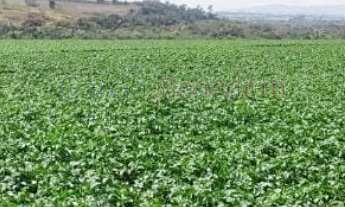 Imagem 2: Sítio à venda em Itapetininga-SP, no bairro Vale San Fernando, com 895.400 m² de área!