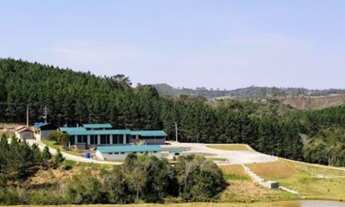 Imagem: Fazenda de Pinus e Industria de Resina à