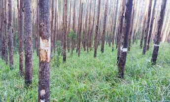 Imagem: Fazenda de Eucalipto Urograndis à venda