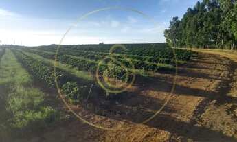 Imagem: Fazenda para Venda no bairro Triangulo Mineiro