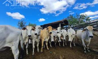 Imagem: FAZENDA COMERCIAL em ARARUAMA - RJ, são