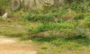 Imagem: Terreno 2.000m2 região forquilhinhas, potecas