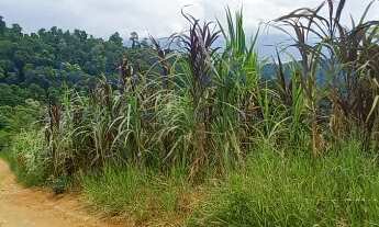 Imagem 5: TERRENO À VENDA PARA INVESTIMENTO NO BAIRRO DO ZABUMBA EM ILHABELA-SP