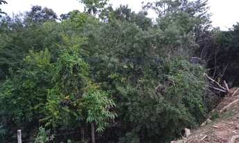 Imagem 7: TERRENO PARA INVESTIMENTO À VENDA NO BAIRRO PIUVA - ILHABELA -SP