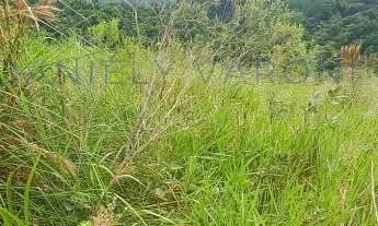 Imagem 7: TERRENO À VENDA PARA INVESTIMENTO NO BAIRRO DO ZABUMBA EM ILHABELA-SP