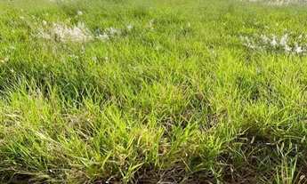 Imagem: Terreno à venda no Centro de Cravinhos-SP