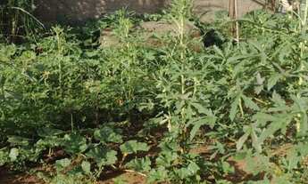 Imagem 2: Terreno à venda em Ribeirão Preto-SP, Bairro Bonfim Paulista, 200m² de área!